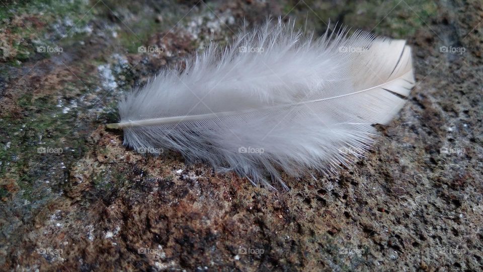 Fine chicken feathers on the ground