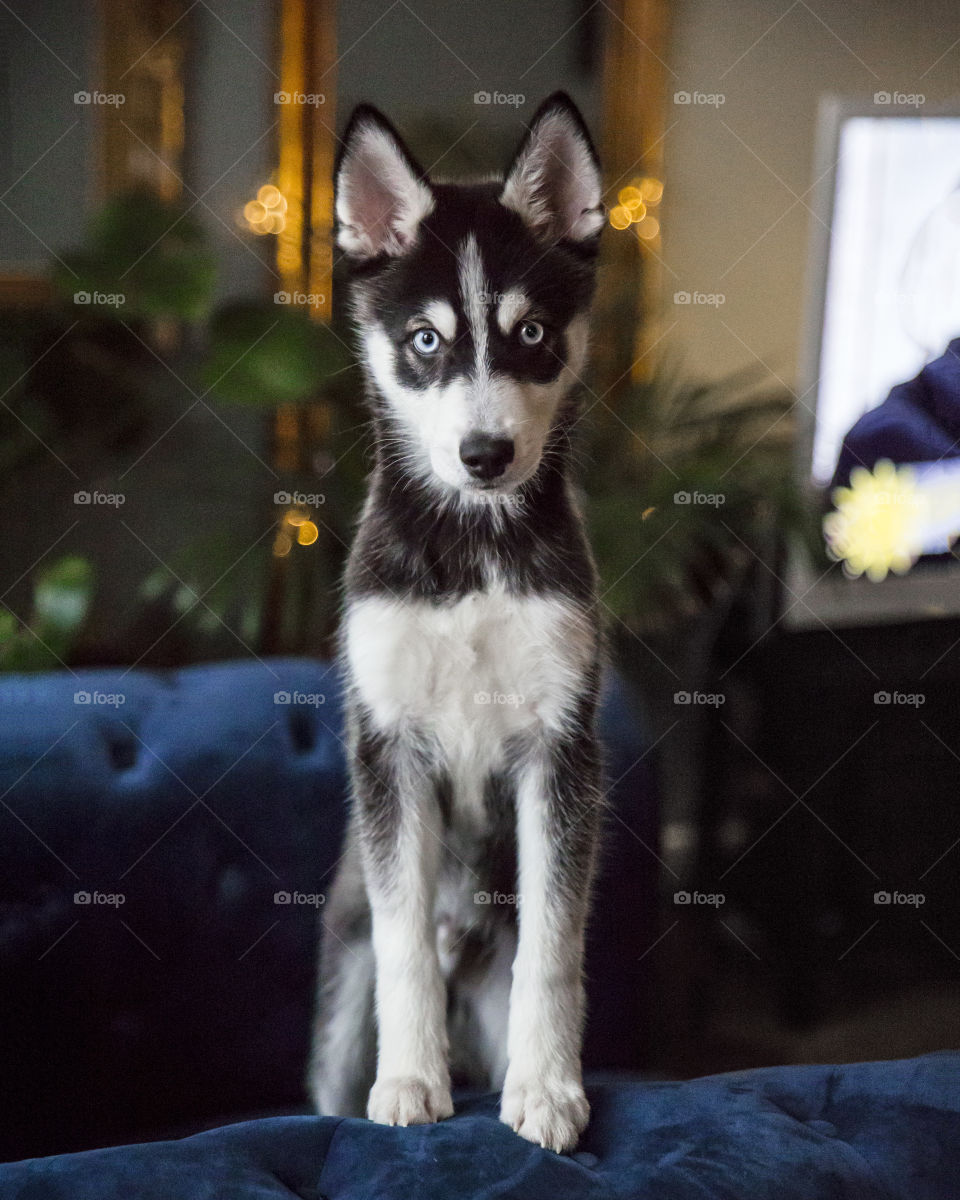 Siberian Husky puppy miniature with blue eyes looking into the camera