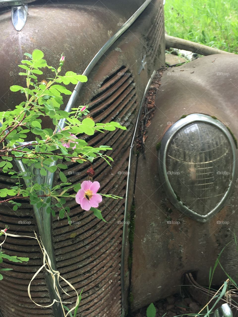 Wild rose by an abandoned car