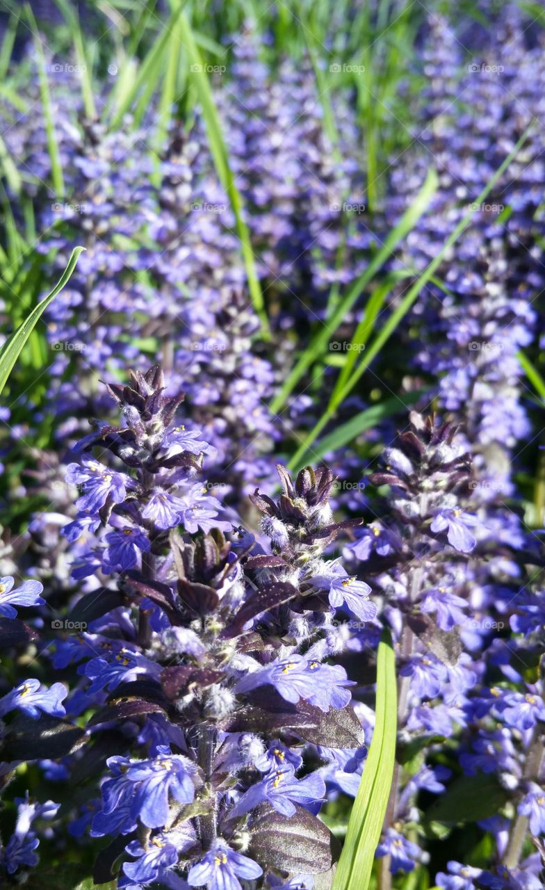 Purple flowers in a grassy field.