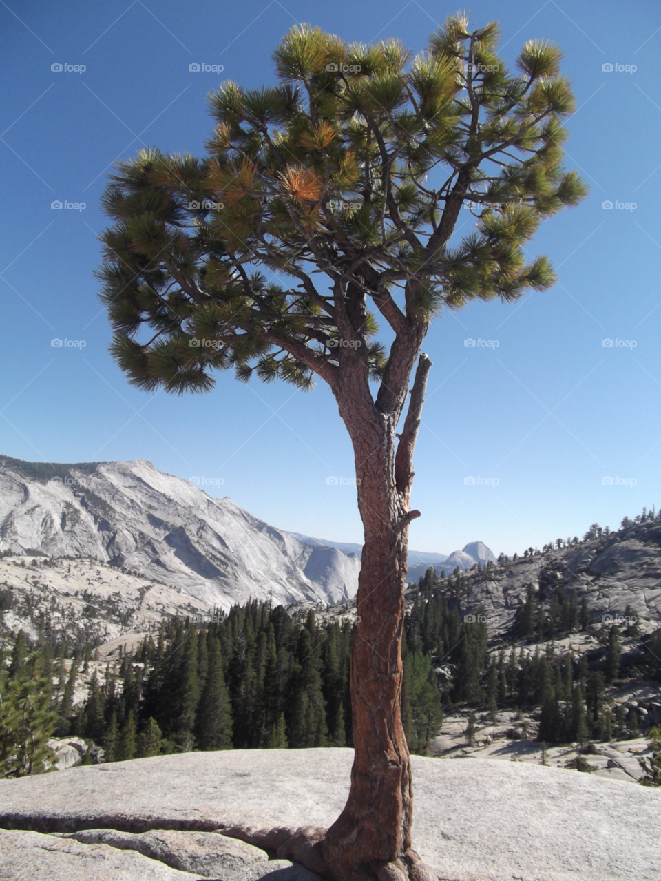 tree mountains california scenic by tommygirl-uk