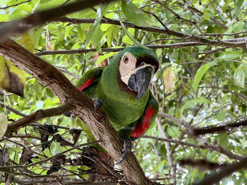 A yellow-crowned parrot perched in a tree
