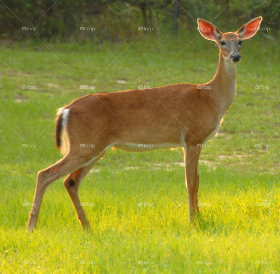 deer doe by lightanddrawing
