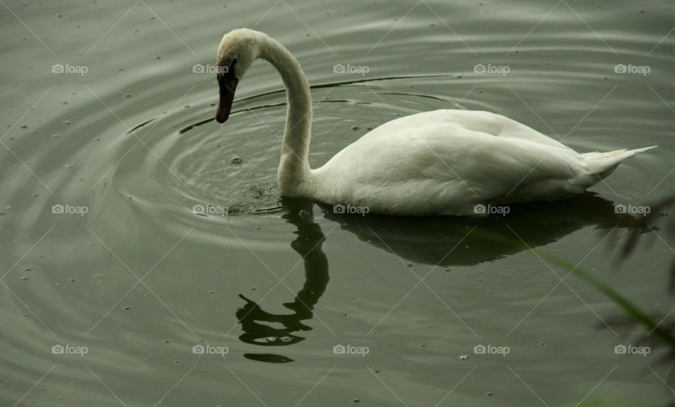 swan in pond