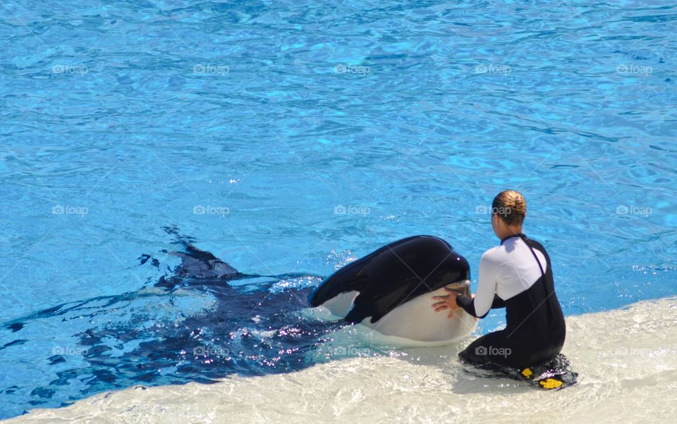 SeaWorld has recently announced they will be phasing out their famous killer whale shows.