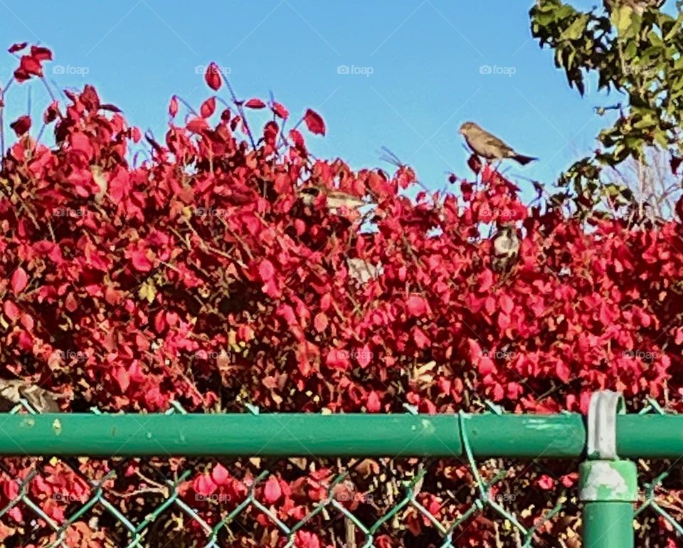 Autumn Sparrow 