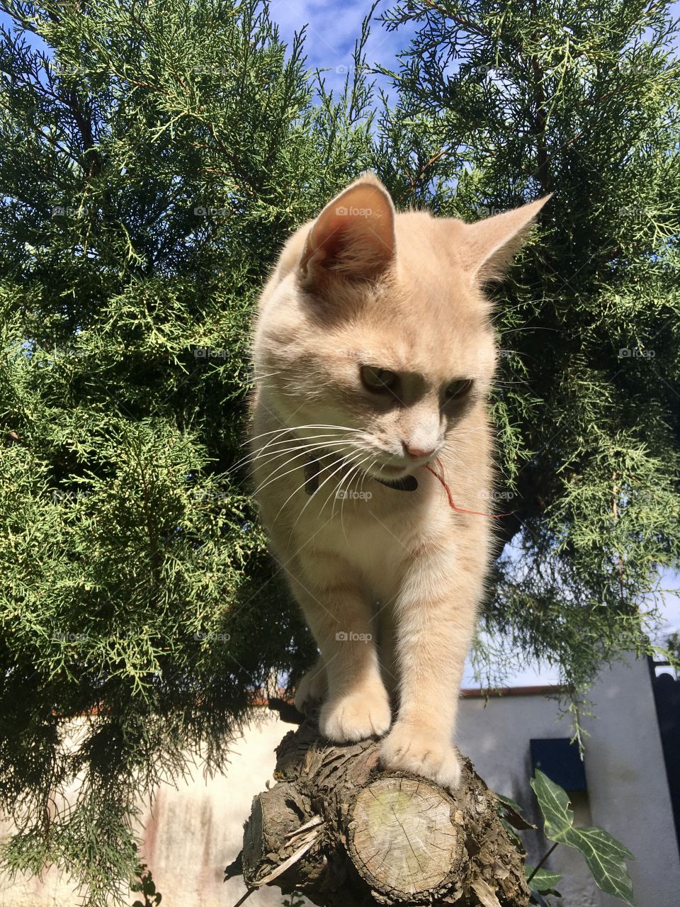Cat walking on a tree in the garden 