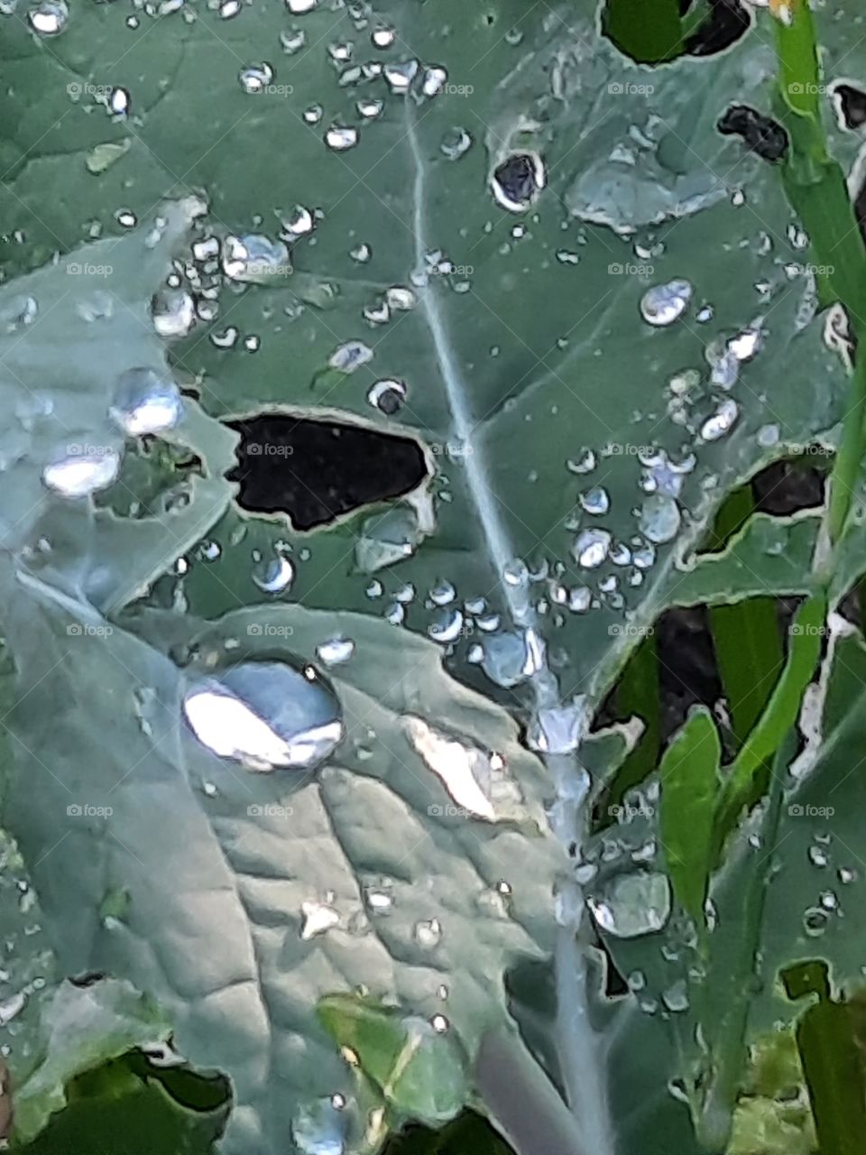 sunlit raindrops on brassica leaf