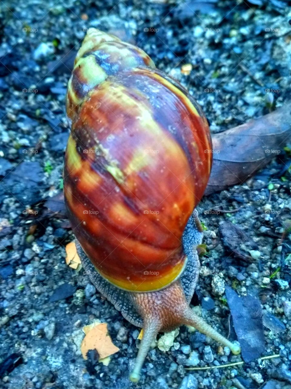 Snail