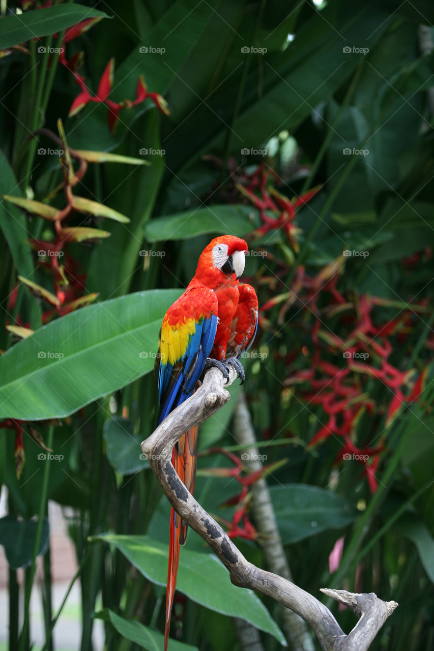 Colorful scarlet macaw parrot against jungle background 