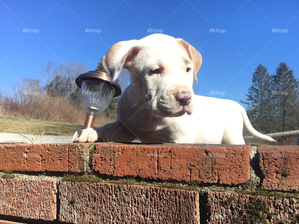 Cute dog
