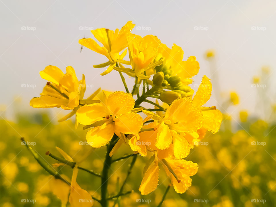 Beautiful yellow mustard flowers with dew Drop on the petals in morning daylight