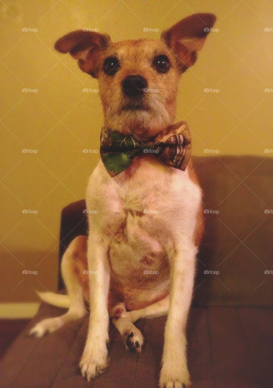 Dog with Bow tie 