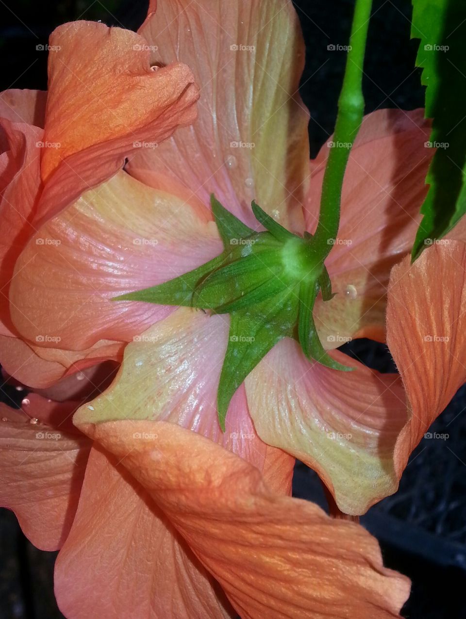 double ruffle hibiscus