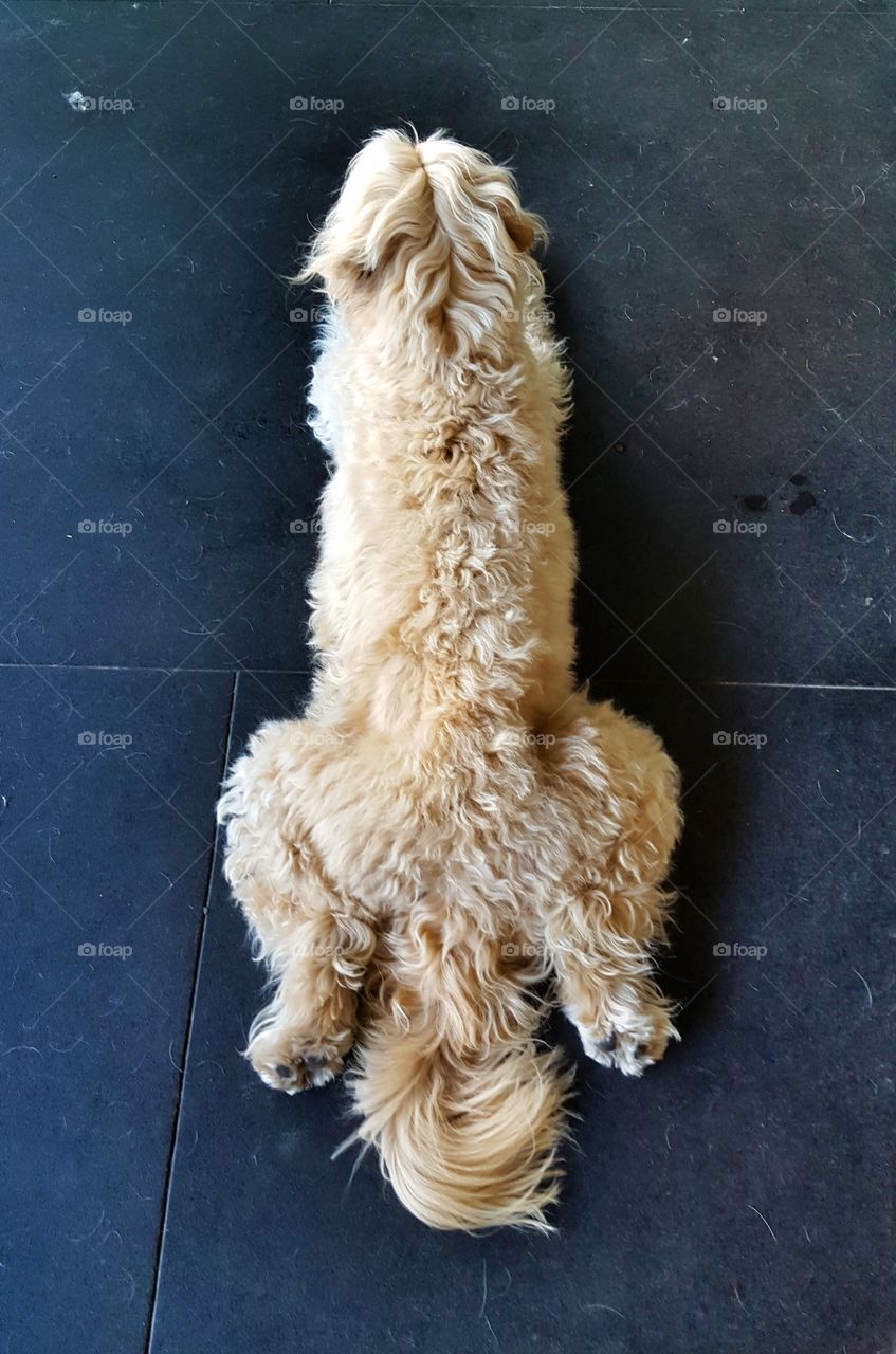 Terrier taking a snooze