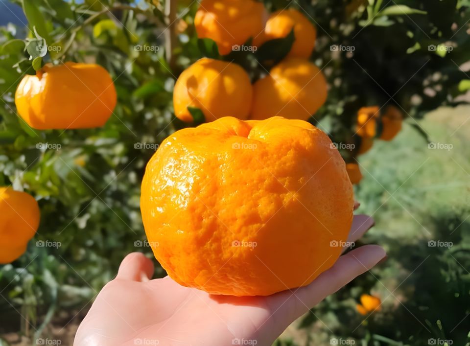 Beautiful oranges from the farm, fresh and clearly visible.