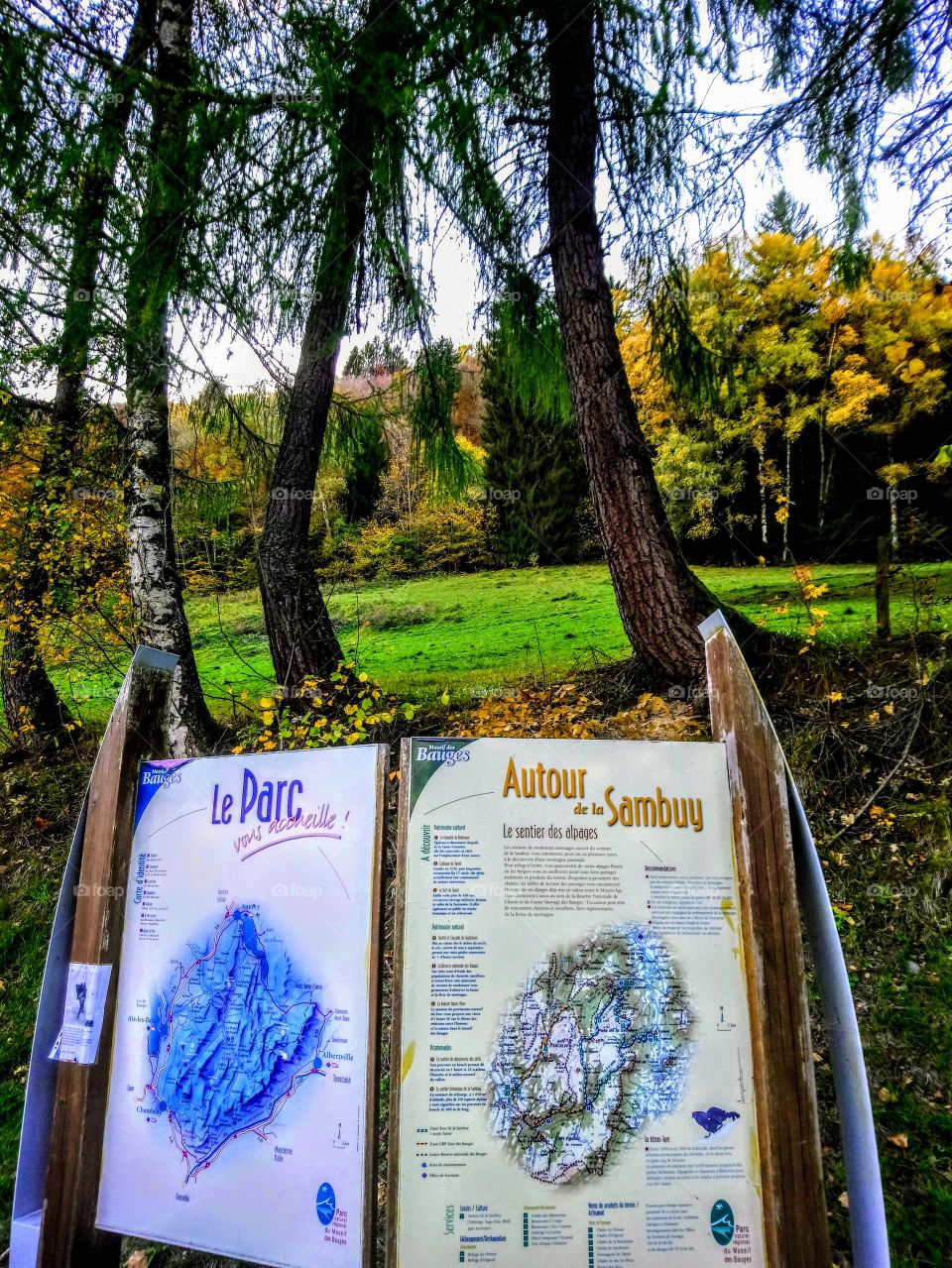Tree, Landscape, Nature, Wood, Park