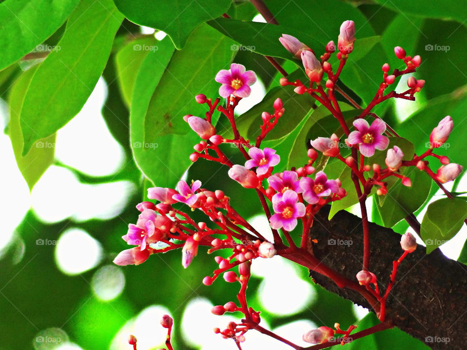 green pink flower leaf by sonchai