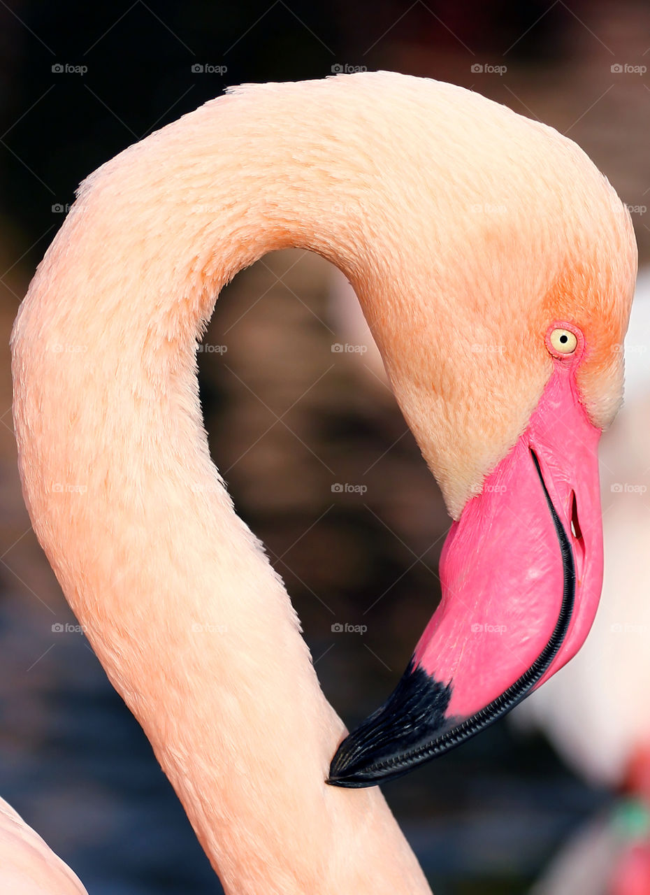 Portrait Flamingo