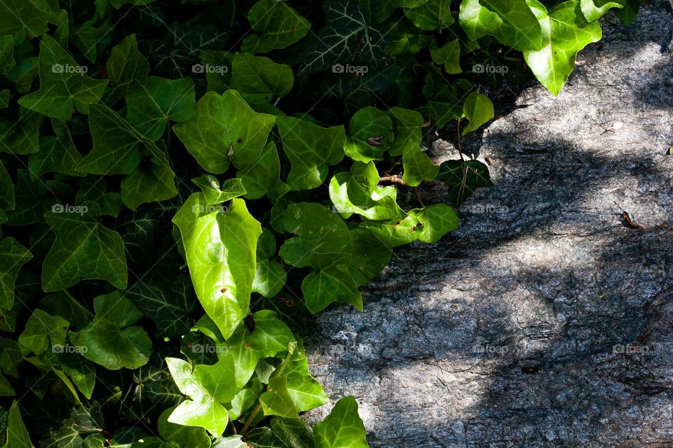 Ivy in the garden