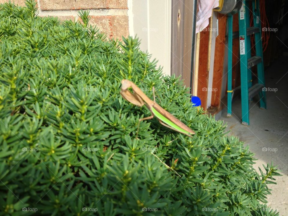 Praying mantis