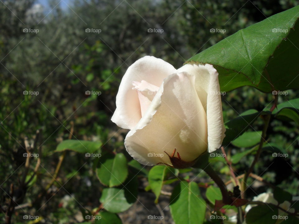 single rose