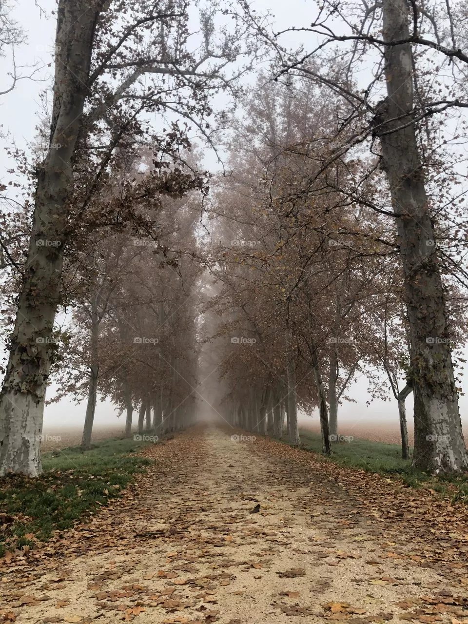 La mañana en invierno 