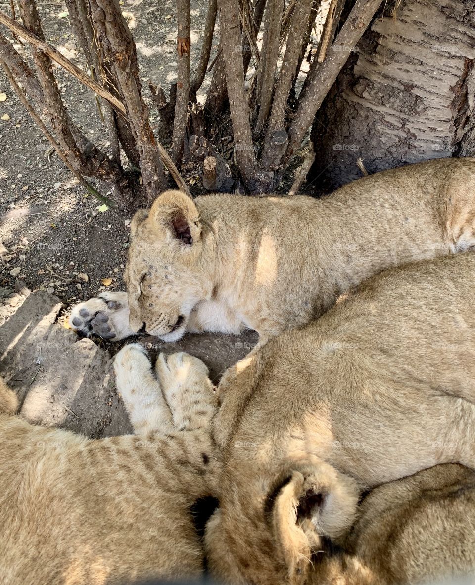 Little lion cubs sleep in the shade of trees after a hearty lunch. Safari park in Crimea.