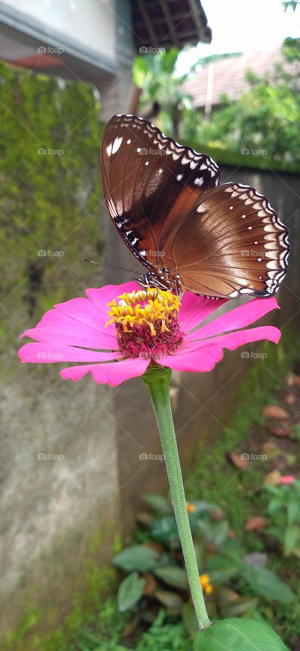 Beautiful butterfly with beautiful color perched on flower