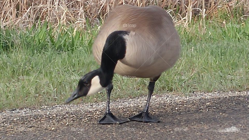 ca,adian goose