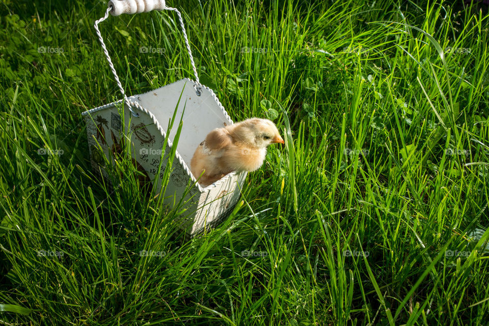 Little chicken sitting on a basket