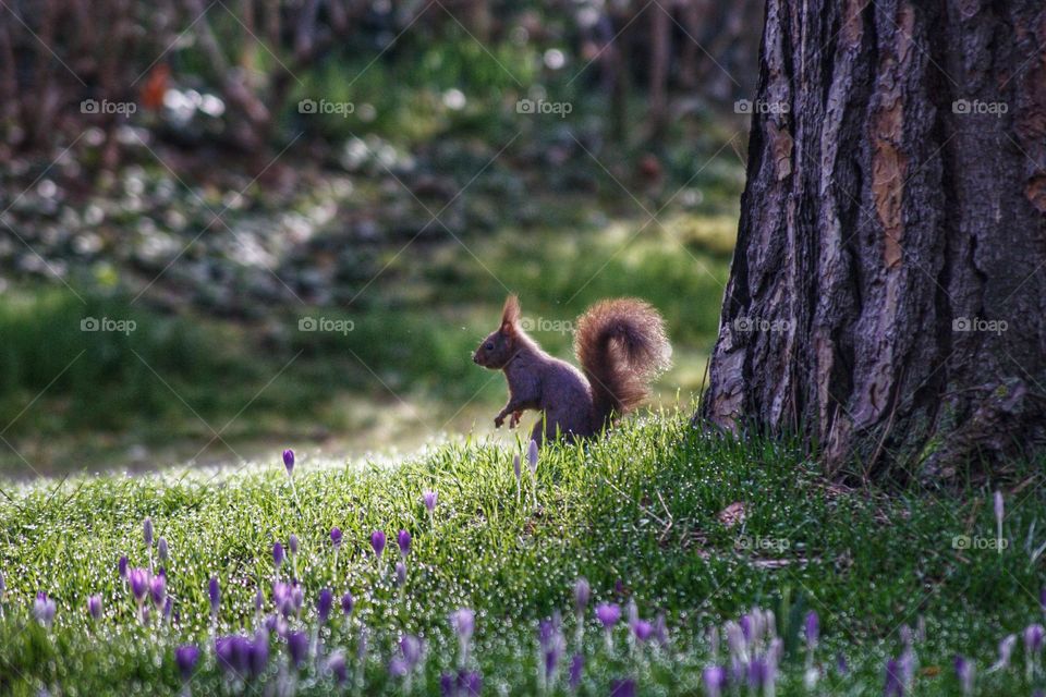 Squirrel sitting in the park on a meadow with purple crocus flowers and morning dew.