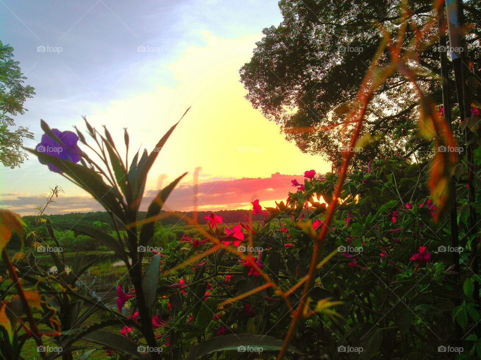 Flowers at sunrise. Mexican petunias and 4 o'clocks at lakeside sunrise