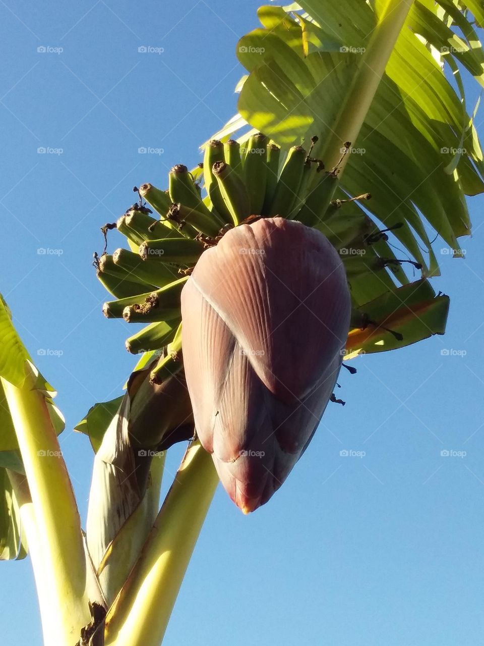 Red banana flower with clusters of small bananas behind and leaves against blue  sky