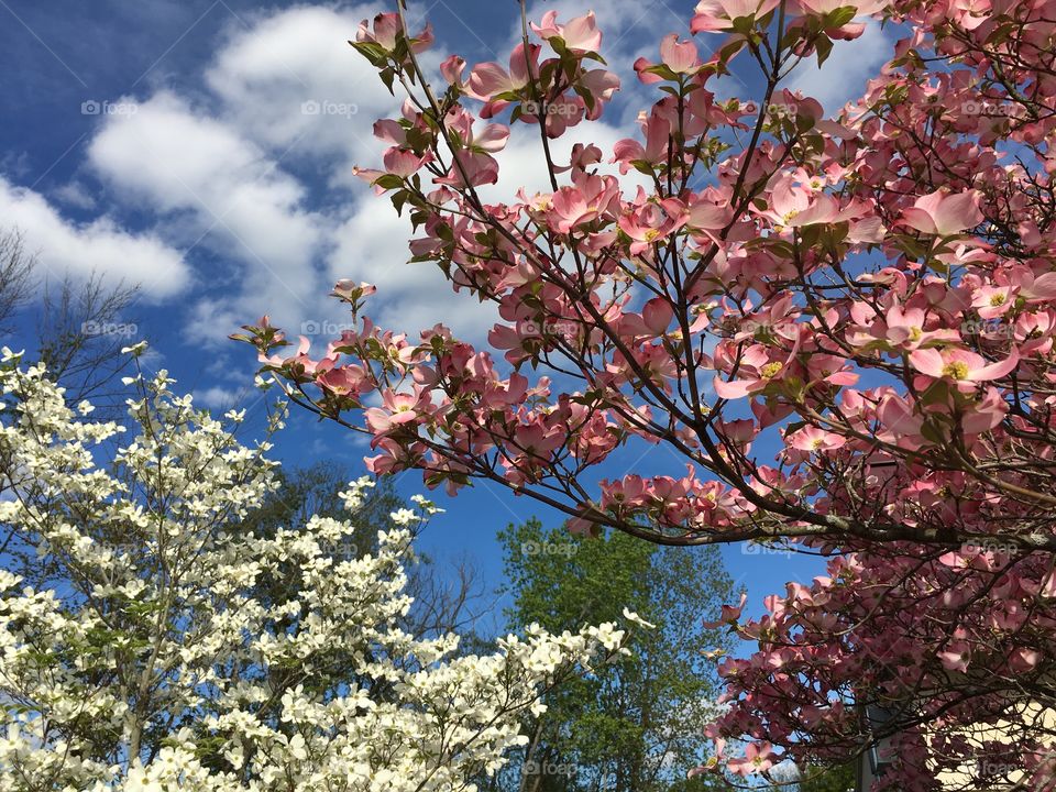 Pink white blue and clouds