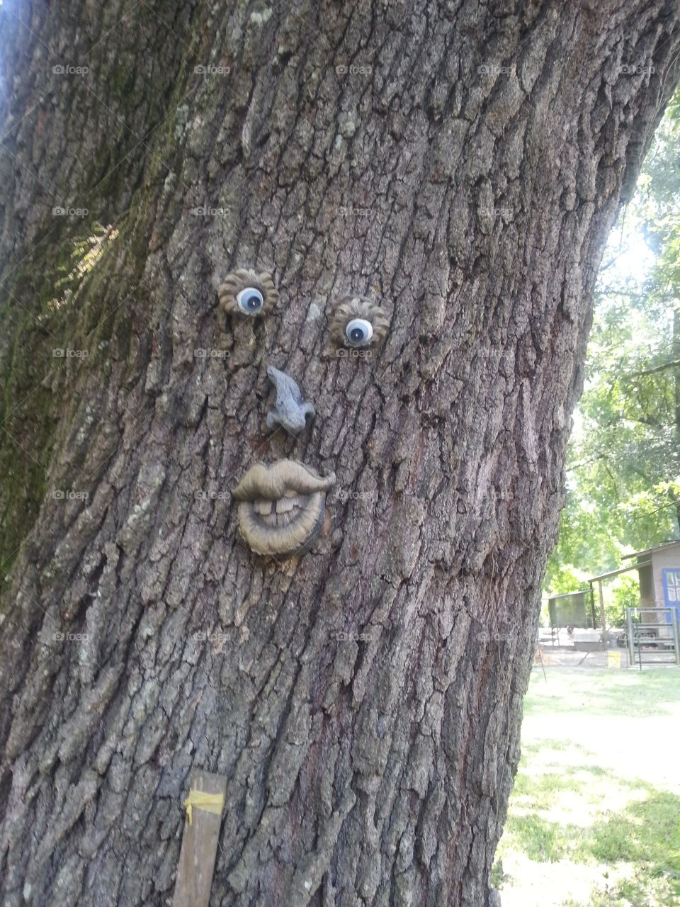 Face on tree. This is my in-laws face on their oak tree