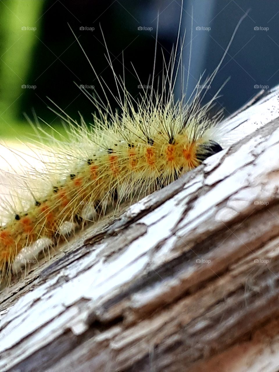 caterpillar