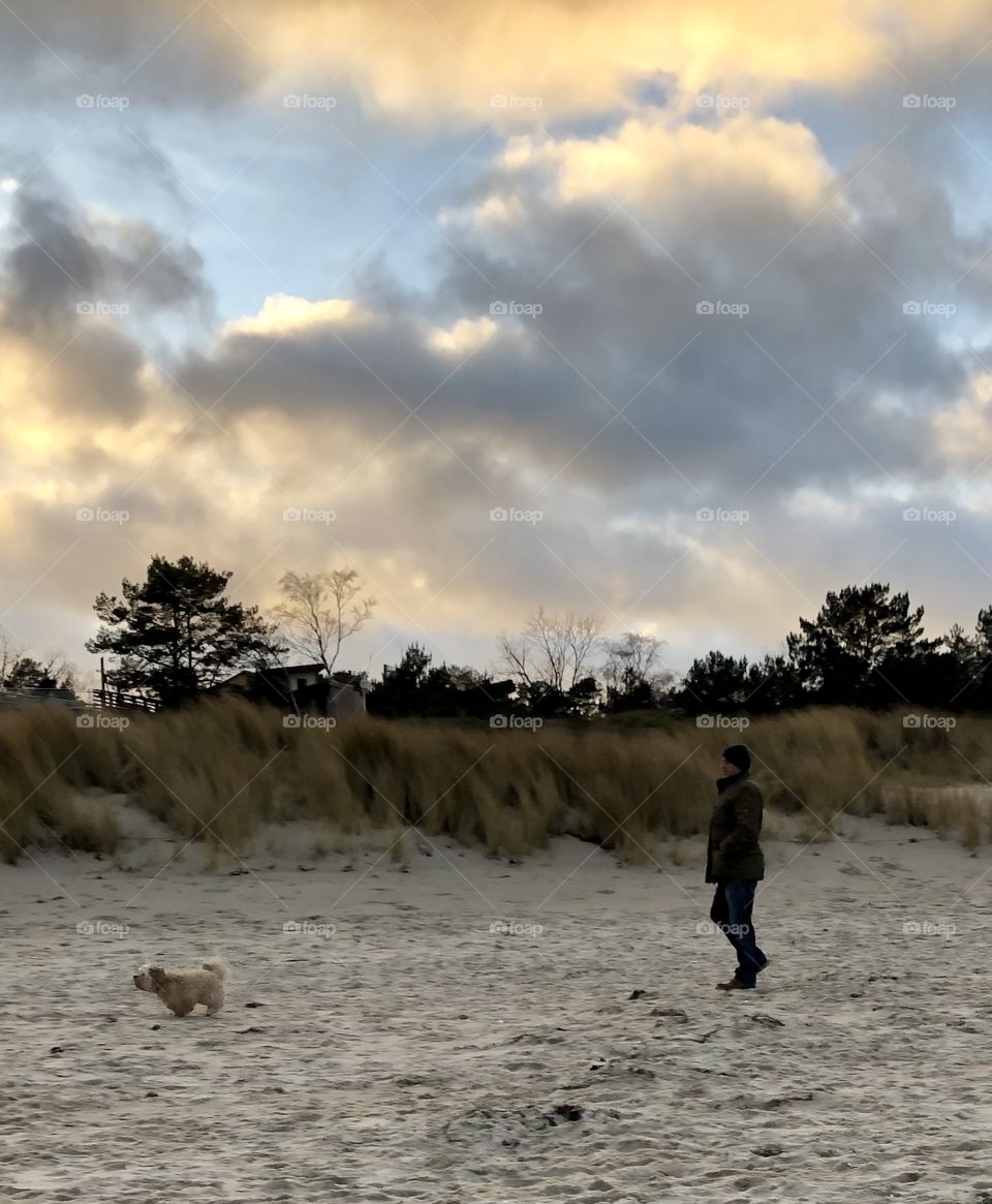 Dog at beach 