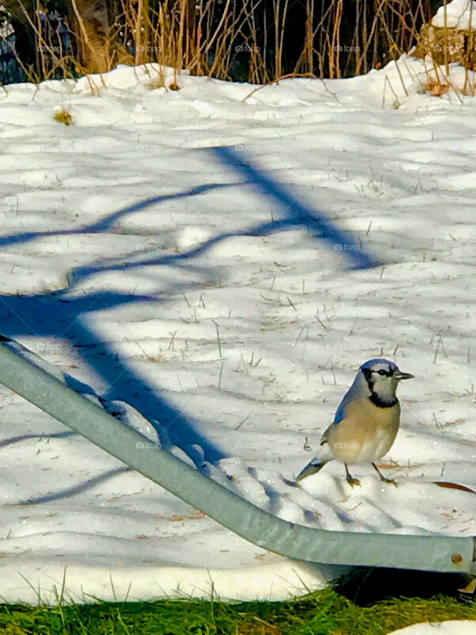 Out foraging for food