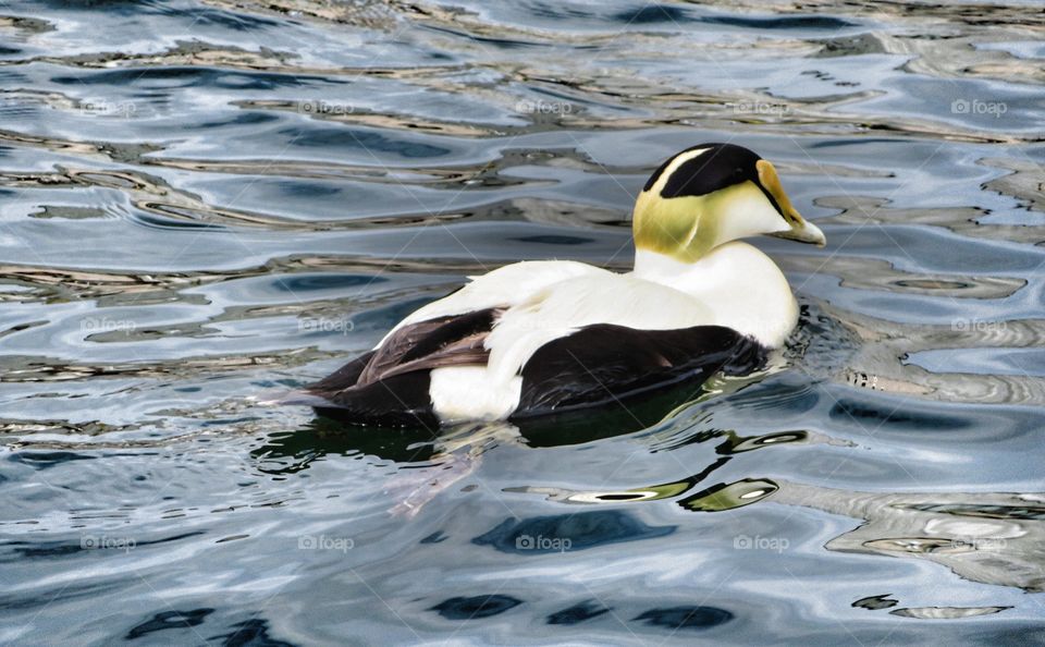 Common Eider Portland Maine