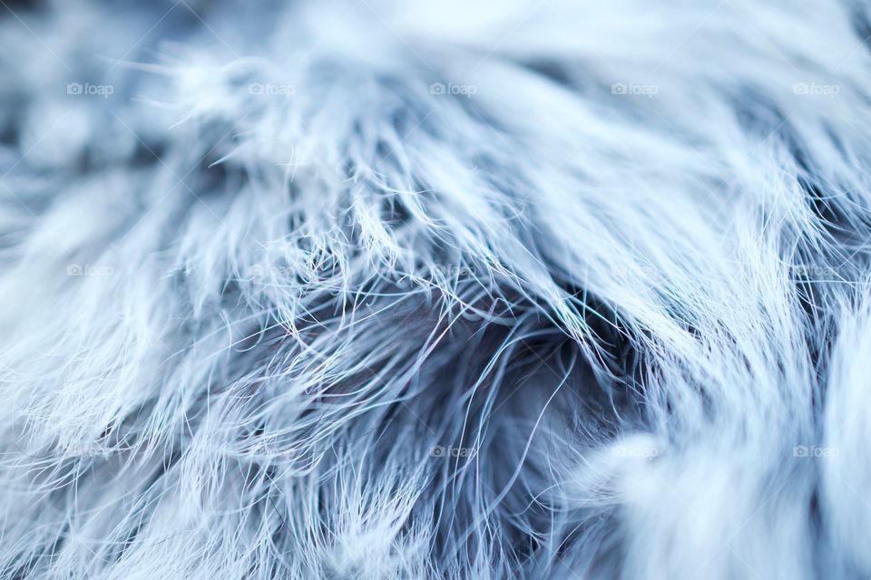 Macro shot of fur