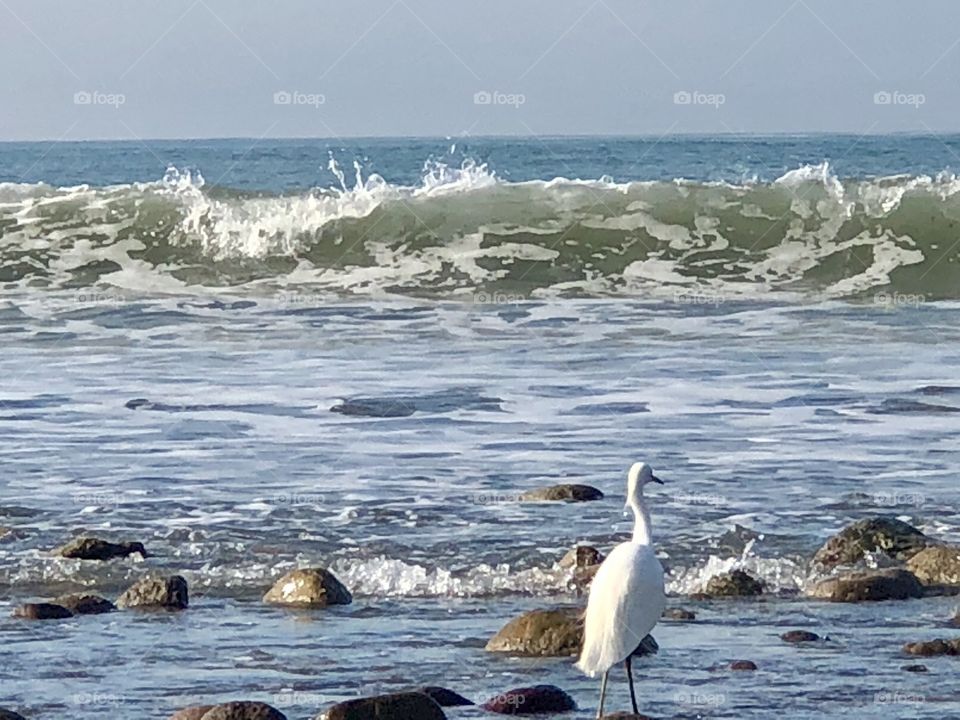 Remarkable Bird in Crashing Waves