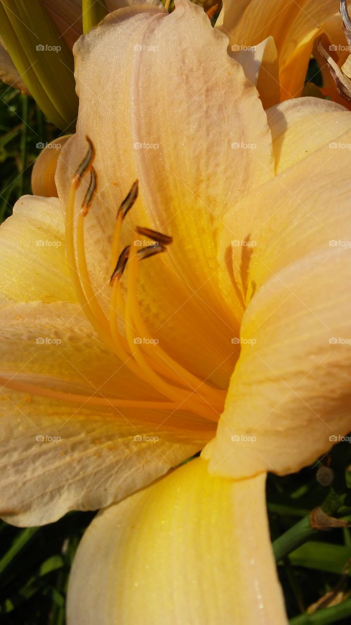 Flower, No Person, Nature, Flora, Lily