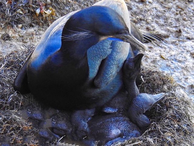 Baby Cormorants 
