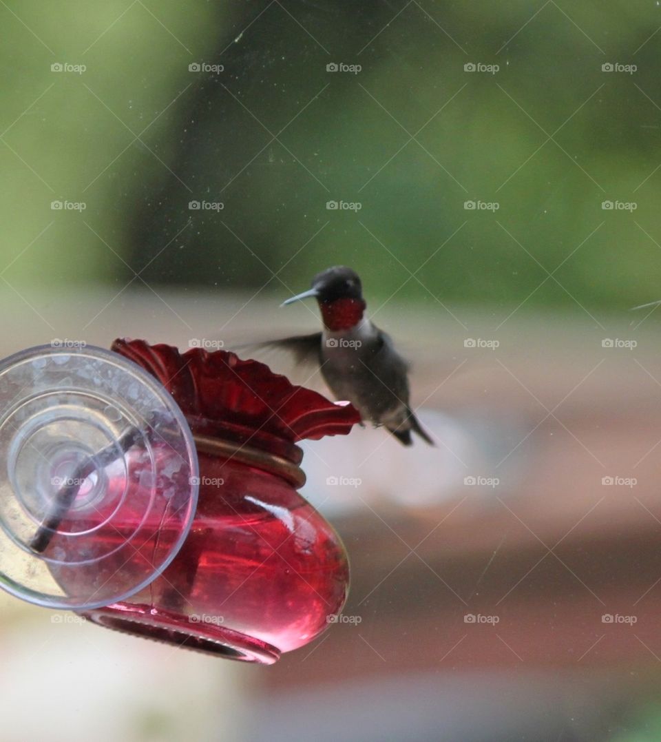 Ruby throated Hummingbird