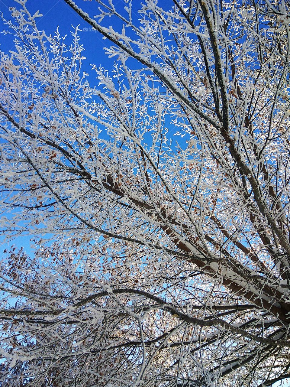 Frozen tree during winter