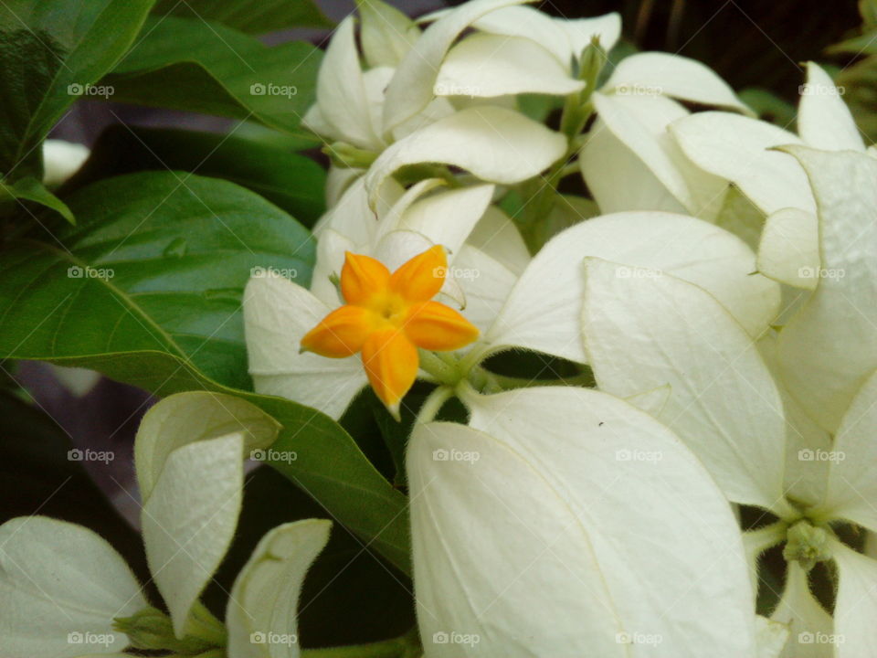 White and Yellow flower