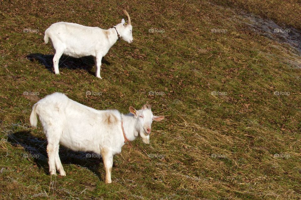 Two goats standing on pasture