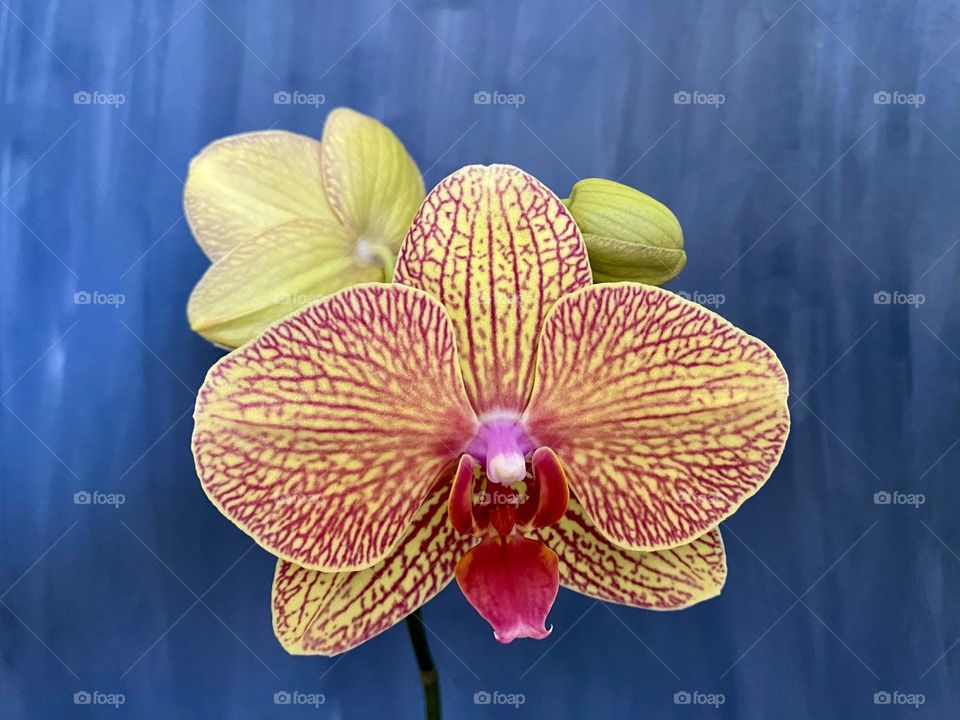 Orchid 