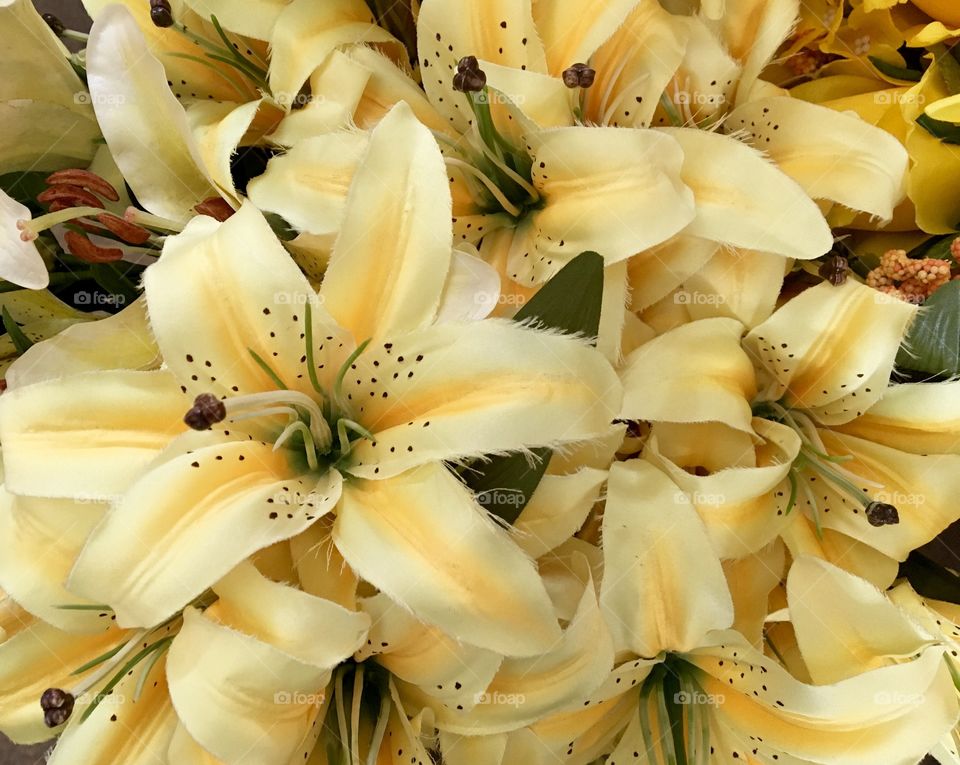 Yellow lilies on the background